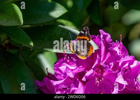 Issaquah, Washington, USA. Roter Admiral Schmetterling auf einem pazifischen Rhododendron in Blüte. Stockfoto