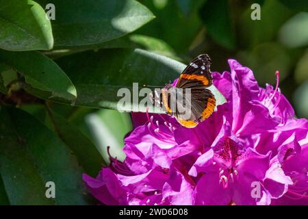 Issaquah, Washington, USA. Roter Admiral Schmetterling auf einem pazifischen Rhododendron in Blüte. Stockfoto