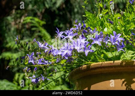 Issaquah, Washington, USA. Bellflower (Campanula'Blauer Wasserfall') blüht in einem Tontopf. Stockfoto