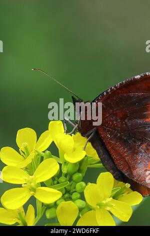 Schöner Schmetterling parkte auf der Blume und bestäubte die Blume, sonniger Morgen im Frühling, Schmetterlingsgarten Stockfoto