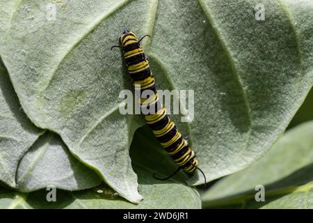 Raupe des Monarchen Schmetterlings (Danaus erippus) auf Aruba. Schwarz-gelb gestreift; krabbelt auf Milchkrautblatt. Stockfoto