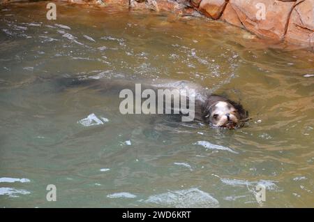 Seelöwen im Jungle Park von Teneriffa. Stockfoto