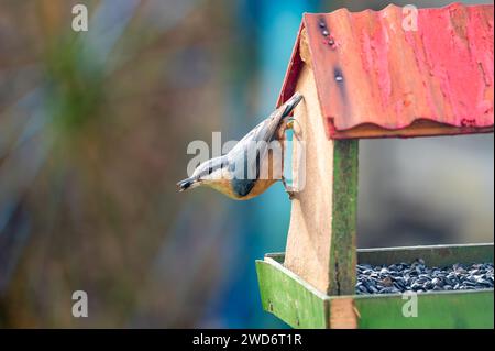 Die Eurasische Nuthatch (Sitta europaea) ist ein kleiner Passerinvogel mit blauem Rücken und orangefarbenem Unterkörper. Vogel sitzt auf bir Stockfoto