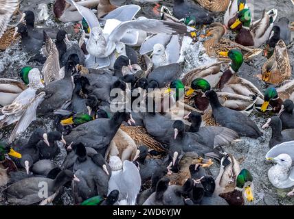 Fütterungswahn! Stockenten, eurasische Hähnchen und Möwen ernähren sich im Januar in Stokkavatnet (Stavanger, Rodaland), Norwegen. Stockfoto