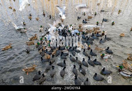 Fütterungswahn! Stockenten, eurasische Hähnchen und Möwen ernähren sich im Januar in Stokkavatnet (Stavanger, Rodaland), Norwegen. Stockfoto