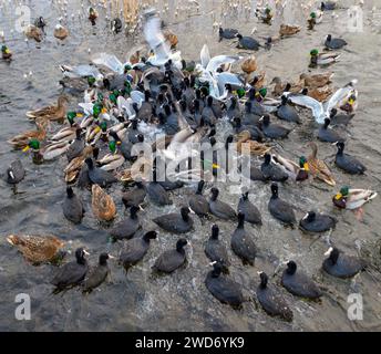 Fütterungswahn! Stockenten, eurasische Hähnchen und Möwen ernähren sich im Januar in Stokkavatnet (Stavanger, Rodaland), Norwegen. Stockfoto