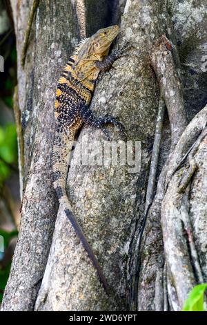 Stachelschwanzleguan (Ctenosaura similis) von der Halbinsel Osa, Costa Rica. Stockfoto