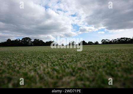 Grasbewachsenes Feld von unten, mit Wolken und Bäumen Stockfoto