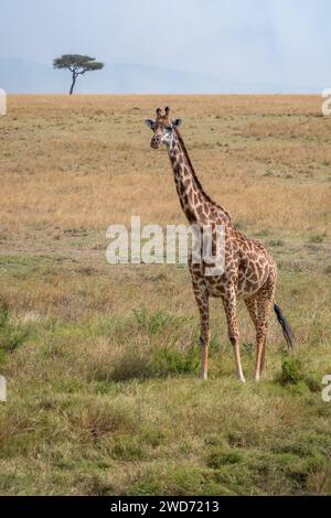 Ein malerischer Blick auf eine Giraffe auf Kenias Safari Stockfoto