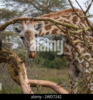 Ein malerischer Blick auf eine Giraffe auf Kenias Safari Stockfoto