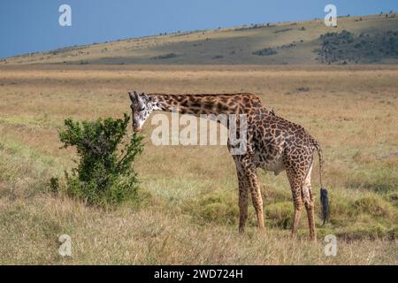 Ein malerischer Blick auf eine Giraffe auf Kenias Safari Stockfoto