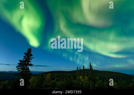 Eine beeindruckende aurora Borealis, die einen Nachthimmel in Dawson City, Yukon Territory, Kanada, erleuchtet Stockfoto