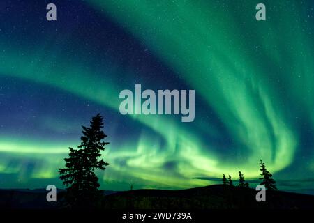 Eine beeindruckende aurora Borealis, die einen Nachthimmel in Dawson City, Yukon Territory, Kanada, erleuchtet Stockfoto