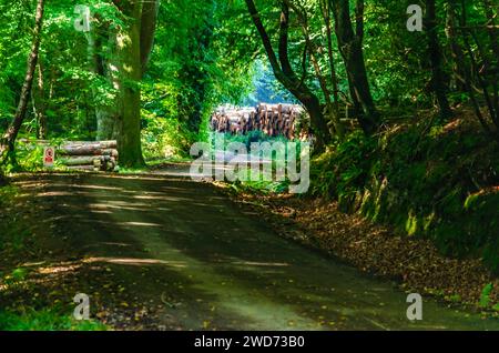 Tollymore County Down Northern Ireland, 08. September 2023 - Tollymore schattiger Waldweg mit umgeschlagenen Bäumen auf beiden Seiten Stockfoto