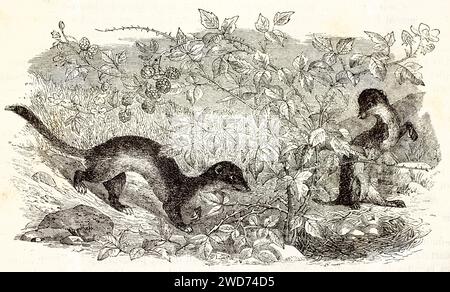 Alte gravierte Illustration von ein paar Stoat. Erstellt von Zimmermann, veröffentlicht auf Brehm, Les Mammifers, Baillière et fils, Paris, 1878 Stockfoto