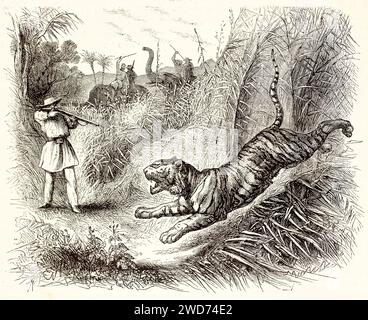 Tiger-Gegenangriff-Gewehrjäger, Elefanten und Schläger im Hintergrund, Ausgang unsicher, chaotisch Dschungel. Sotin und Bocourt, Brehm, Paris, 1878 Stockfoto