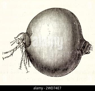 Tunga penetrans gravid weiblich, Bauch massiv geschwollen mit Eiern, Beine vestigial, isoliert auf weiß vergrößert. Cauvet, Brehm, Paris, 1878 Stockfoto
