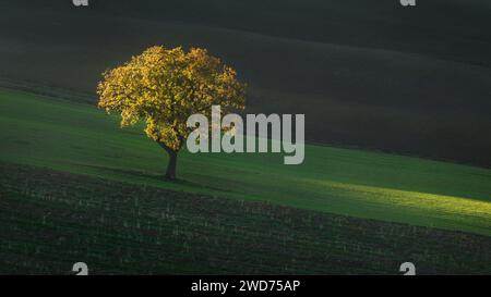 Wunderschönes Sonnenuntergangslicht auf einem einsamen Baum in der Toskana. Herbstliche Landschaft in der Nähe von Pienza. Italien Stockfoto