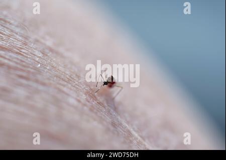 Eine Art, die in Neuseeland eingeführt wurde, ernährt sich die gestreifte Mücke von Menschen und Tieren. Das Rot des Blutes, das es gerade abgesaugt hat, ist schwach sichtbar Stockfoto