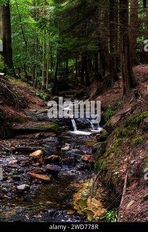 Ein ruhiger Bach, der durch einen üppigen Wald fließt, flankiert von felsigem Gelände und hoch aufragenden Bäumen Stockfoto