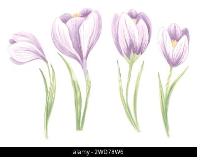 Aquarellset von violetten Krokusblüten mit grünen Blättern. Isolierte handgezeichnete Illustration Frühlingsblüte Safran. Botanische Vorlage mit Blumenmuster für po Stockfoto