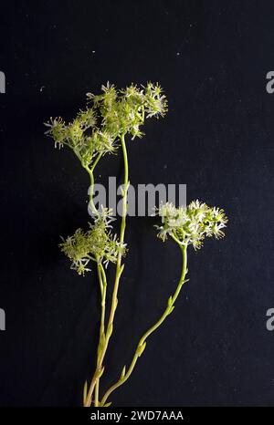 Zeigt der Kamera eine Sedum sediforme Pflanze mit Blume, crassulaceae, isoliert auf schwarzem Hintergrund Stockfoto