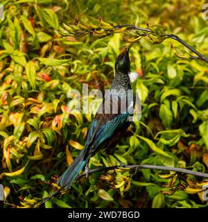 Ein Tui, ein endemischer Passerinvogel aus Aotearoa / Neuseeland, der sich von Flachspflanzennektar ernährt. Die Blütenstamen, die Orangenpollen auf ihrem Kopf ablegen Stockfoto