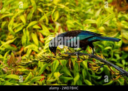 Ein Tui, ein endemischer Passerinvogel aus Aotearoa / Neuseeland, der sich von Flachspflanzennektar ernährt. Die Blütenstamen, die Orangenpollen auf ihrem Kopf ablegen. Stockfoto