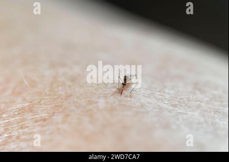 Gestreifte oder knöchelbissige Mücke, Aedes notoscriptus genießt ein Futter an einem Arm Stockfoto