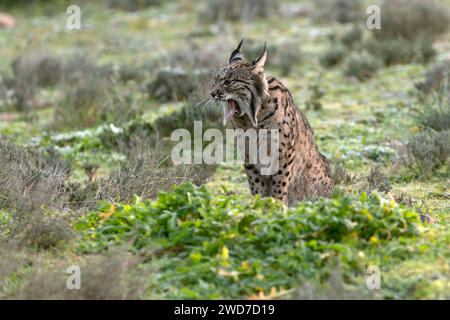 Erwachsene weibliche Iberische Lynx, die bei den ersten Lichtern eines kalten Januartages durch ihr Gebiet in einem mediterranen Wald spaziert Stockfoto