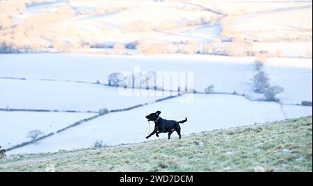 Brighton Großbritannien 19. Januar 2024 - dieser Hund genießt einen Lauf an einem schönen frostigen Morgen am Devils Dyke entlang des South Downs Way nördlich von Brighton, aber für die nächsten Tage wird mildes Wetter in Großbritannien prognostiziert: Credit Simon Dack / Alamy Live News Stockfoto