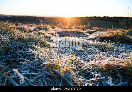 Brighton Großbritannien 19. Januar 2024 - Frost bedeckte Boden am Devils Dyke entlang des South Downs Way nördlich von Brighton heute Morgen, aber mildes Wetter wird für die nächsten Tage in Großbritannien prognostiziert: Credit Simon Dack / Alamy Live News Stockfoto