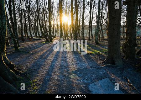 Brighton Großbritannien 19. Januar 2024 - die Sonne geht am Devils Dyke Copse entlang des South Downs Way nördlich von Brighton an einem weiteren frostigen Morgen auf, aber mildes Wetter wird für die nächsten Tage in Großbritannien prognostiziert: Credit Simon Dack / Alamy Live News Stockfoto