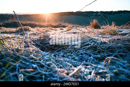 Brighton Großbritannien 19. Januar 2024 - Frost bedeckte Boden am Devils Dyke entlang des South Downs Way nördlich von Brighton heute Morgen, aber mildes Wetter wird für die nächsten Tage in Großbritannien prognostiziert: Credit Simon Dack / Alamy Live News Stockfoto