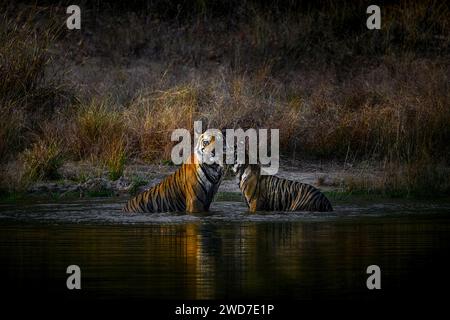 Familiäre Liebe zwischen Vater und Sohn INDIEN COMICBILDER zeigen ein königlich-bengalisches Tiger-Vater-Sohn-Duo im Wasser in Indien. Die neun Monate Stockfoto
