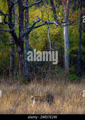 Tiger tarnt sich für eine Jagd. INDIEN COMICBILDER zeigen ein königlich-bengalisches Tiger-Vater-Sohn-Duo im Wasser in Indien. Die neun Monate Stockfoto