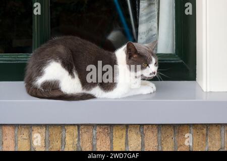 Im Sommer ruht eine schwarz-weiße Katze auf einer Fensterbank eines Hauses Stockfoto
