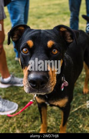 Schwarzer und brauner Pitbull Mischling Hündchen, der in die Kamera schaut Stockfoto