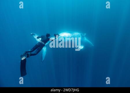 Unterwasserfotograf fotografiert einen Wal Stockfoto