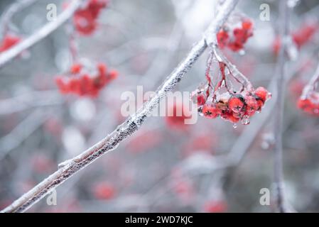 Rote Beeren Hängen Von Baumzweig Stockfoto