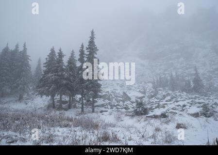 Schneebedecktes Feld mit Bäumen und Büschen Stockfoto