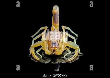 Asiatischer Waldskorpion (Heterometrus spinifer) Stockfoto