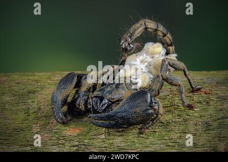 Asiatischer Waldskorpion (Heterometrus spinifer) Stockfoto