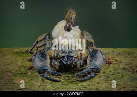 Asiatischer Waldskorpion (Heterometrus spinifer) Stockfoto