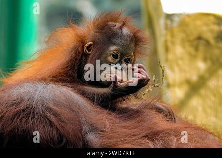 Nahaufnahme Bornean Orang-Utan Pongo pygmaeus Stockfoto