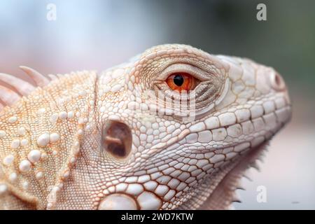 Nahaufnahme eines Albino-Leguans Stockfoto