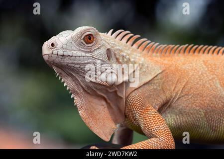 Nahaufnahme eines Albino-Leguans Stockfoto