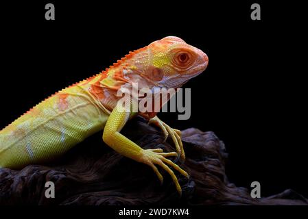 Nahaufnahme eines Albino-Leguans auf schwarzem Hintergrund Stockfoto