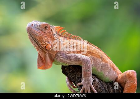 Nahaufnahme eines Albino-Leguans Stockfoto