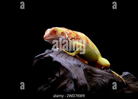 Nahaufnahme eines Albino-Leguans auf schwarzem Hintergrund Stockfoto